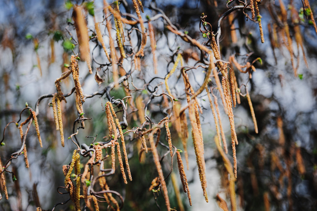 CORYLUS AMERICANA / AMERICAN HAZELNUT