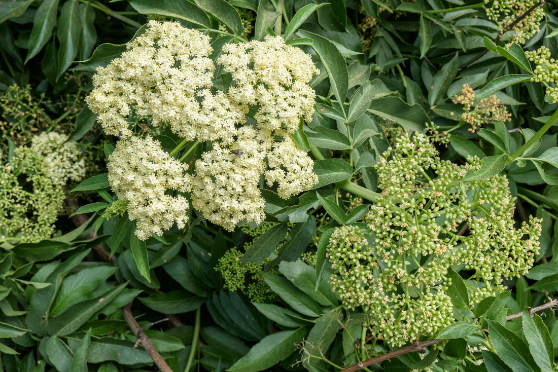 SAMBUCUS PUBENS / SCARLET ELDERBERRY