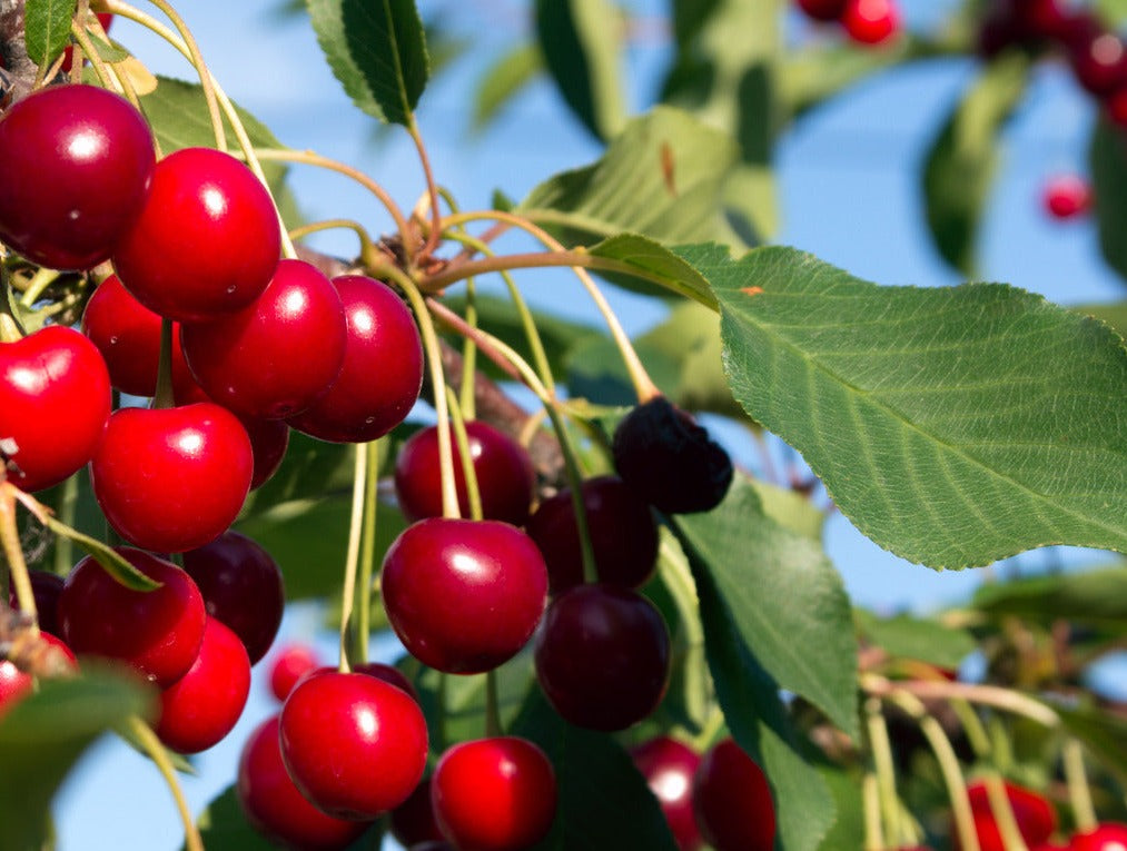 CHERRY-SHRUB ROMEO / ROMEO CHERRY