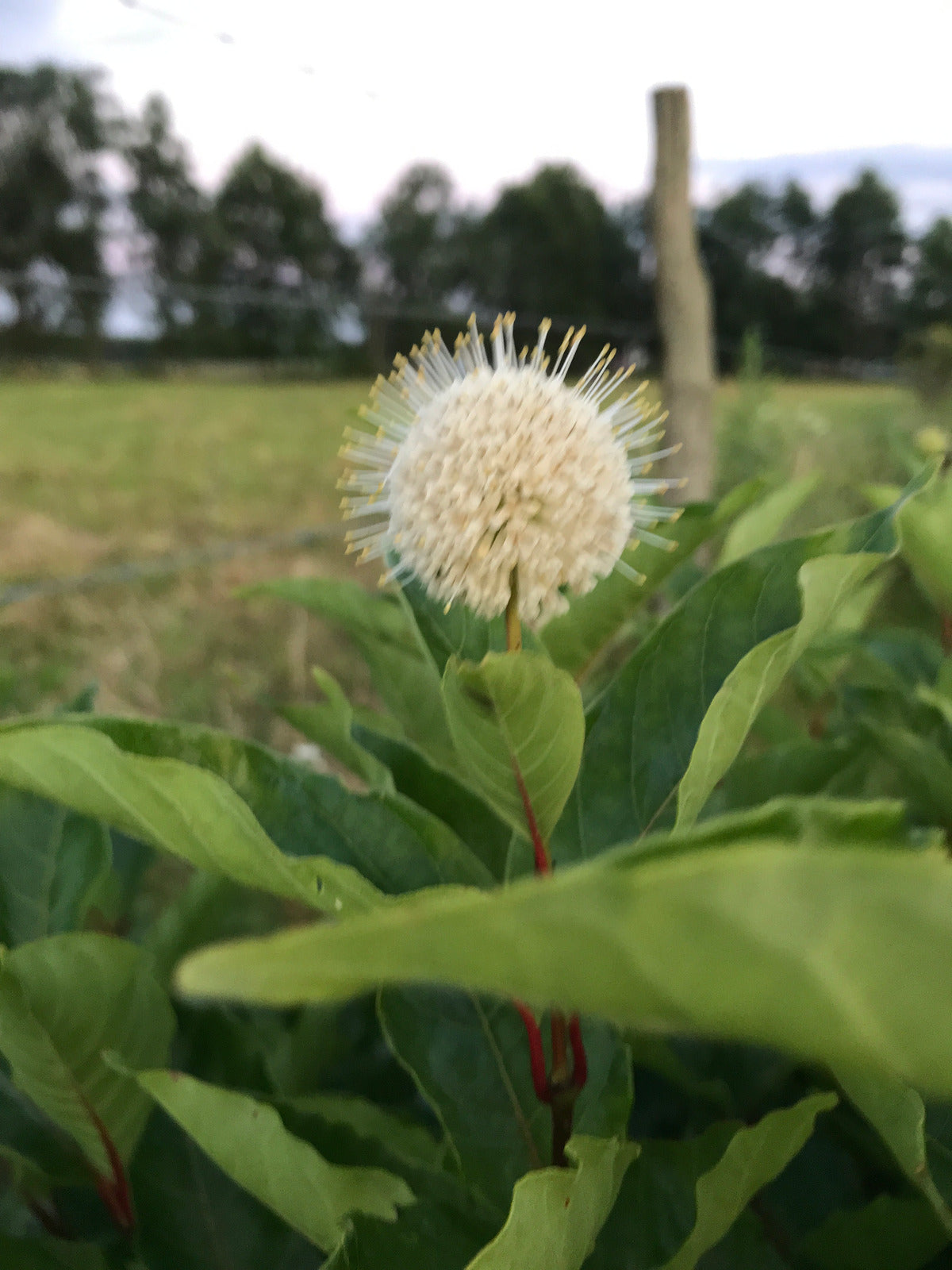 CEPHALANTHUS OCCIDENTALIS / BUTTONBUSH