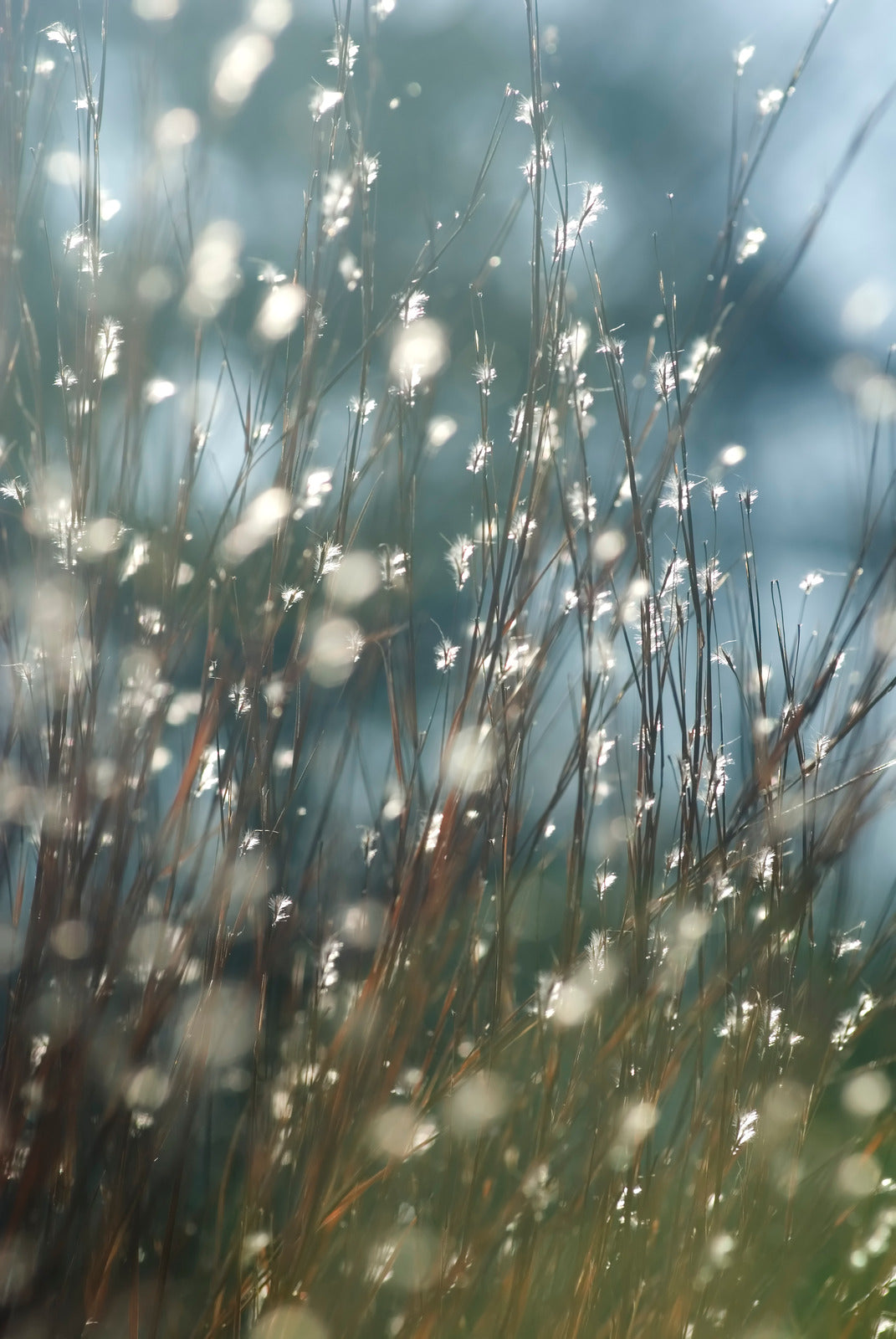 SCHIZACHYRIUM SCOPARIUM / LITTLE BLUESTEM