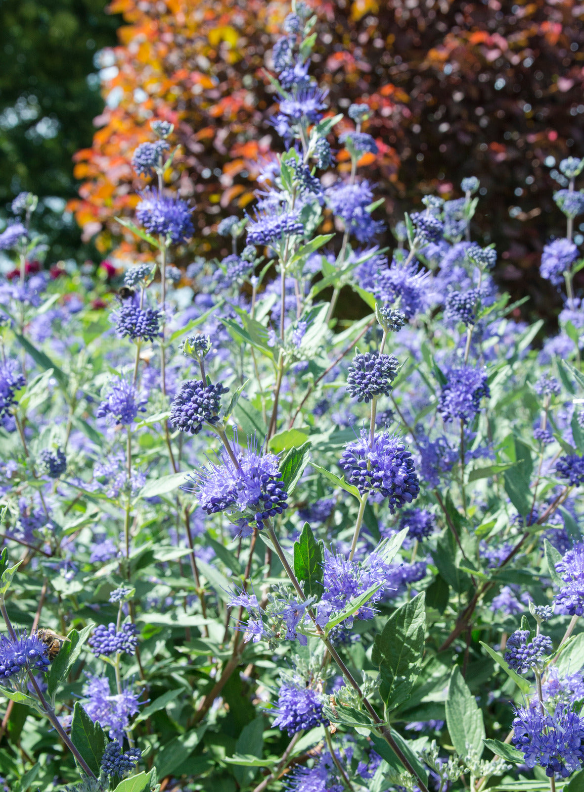 Beekeeper Bluebeard CARYOPTERIS X CLANDONENSIS BEEKEEPER™ / BEEKEEPER™ BLUEBEARD – Diggin ...