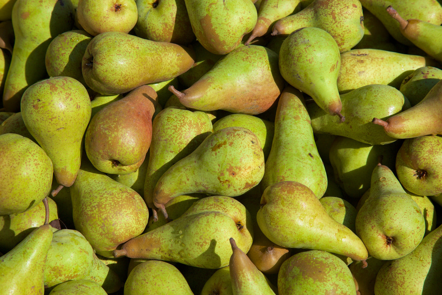 PEAR ANJOU / ANJOU PEAR