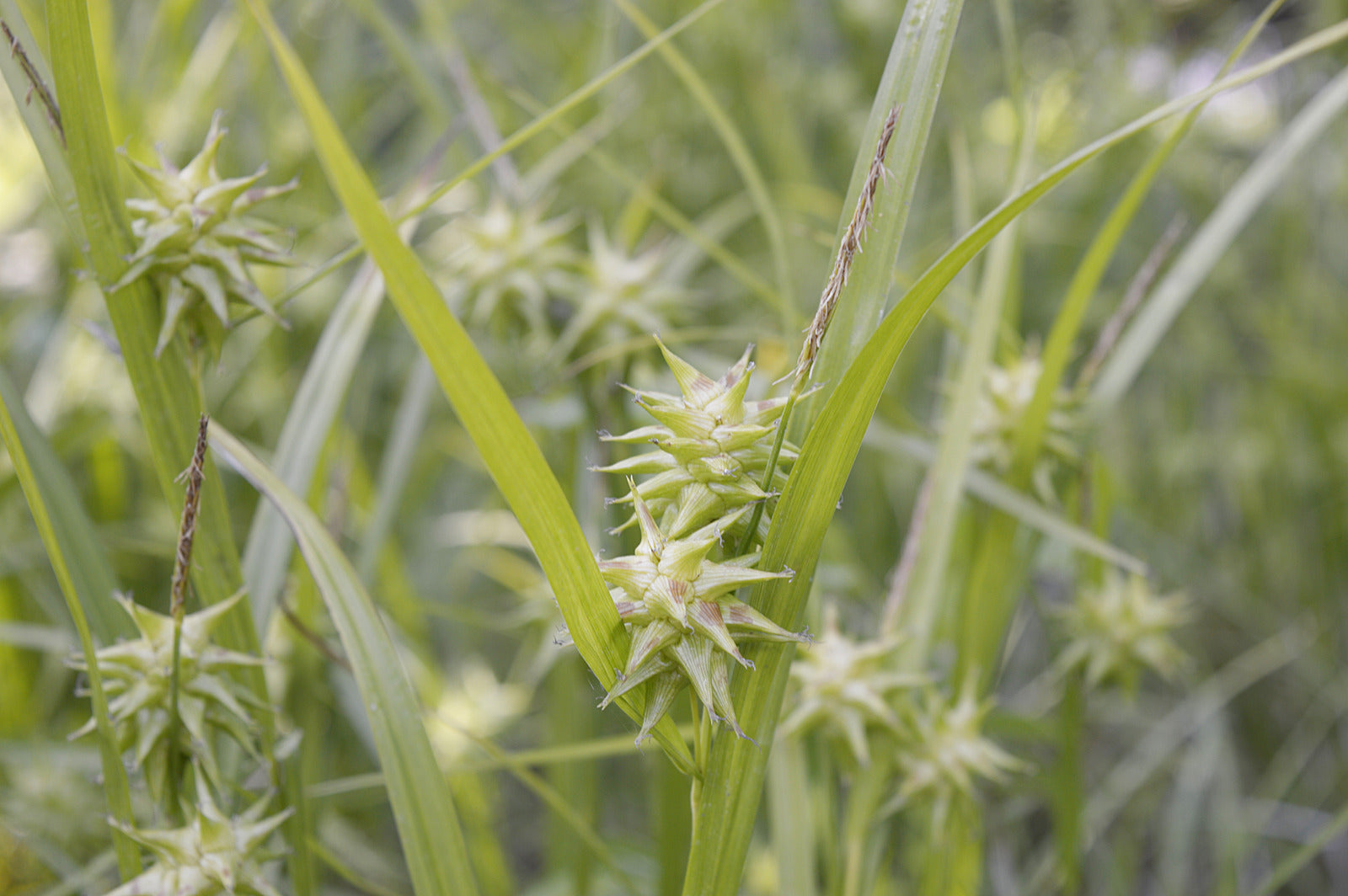 CAREX GRAYI / MORNING STAR SEDGE