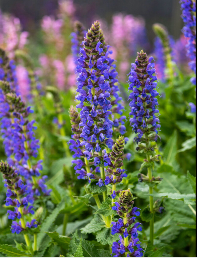 SALVIA NEMOROSA APRIL NIGHT / MEADOW SAGE