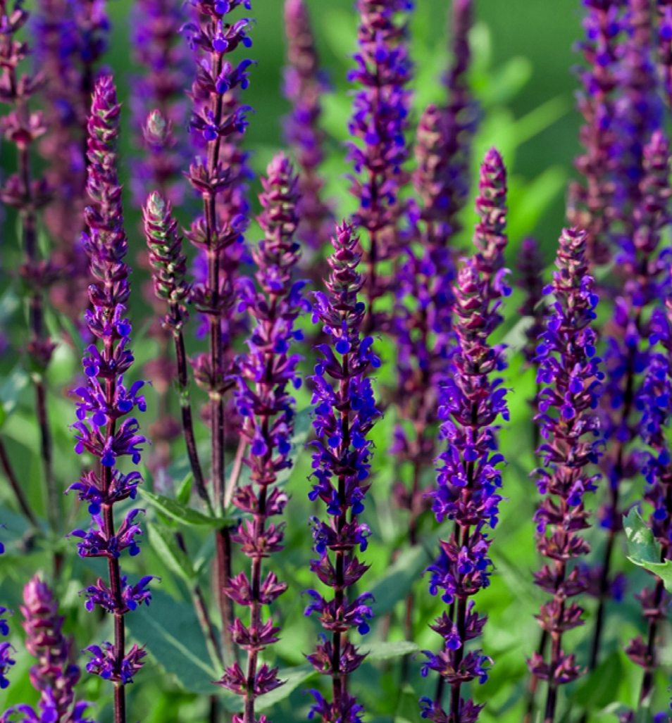 SALVIA NEMOROSA CARADONNA / MEADOW SAGE