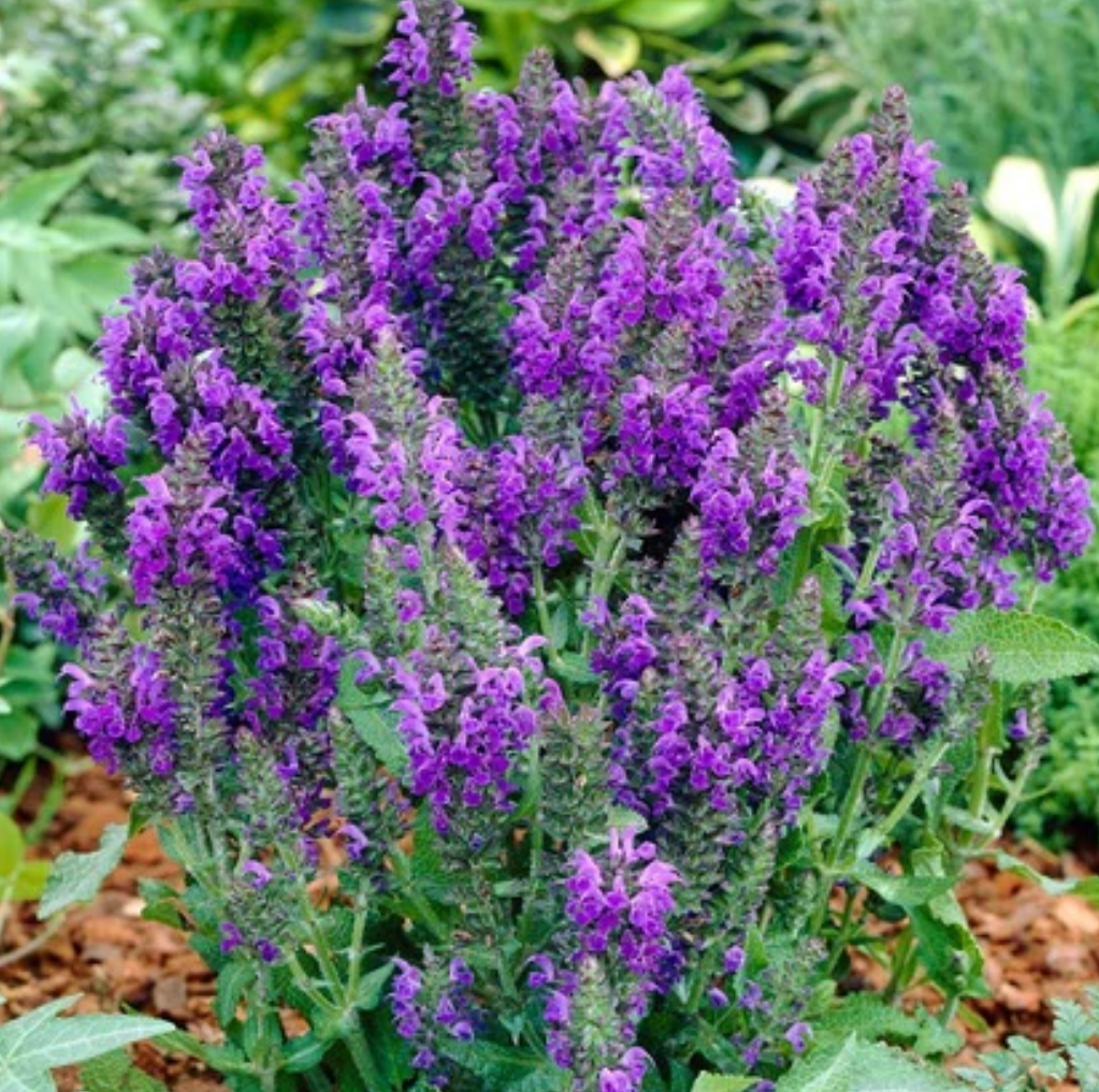 SALVIA NEMOROSA MARCUS / MARCUS MEADOW SAGE