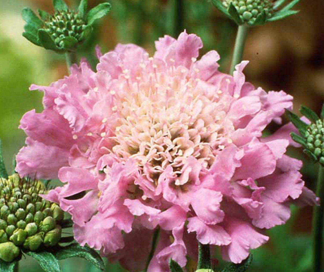 SCABIOSA COLUMBARIA PINK MIST / PINCUSHION