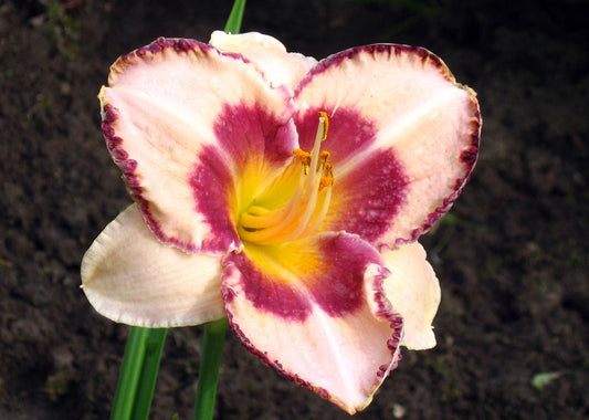 HEMEROCALLIS CUSTARD CANDY / DAYLILY