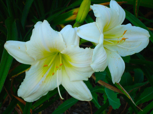 HEMEROCALLIS DAD'S BEST WHITE / DAYLILY