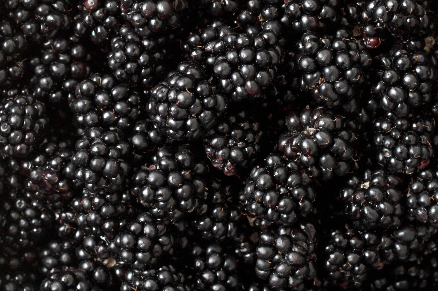 BLACKBERRY BLACK SATIN / BLACK SATIN THORNLESS BLACKBERRY