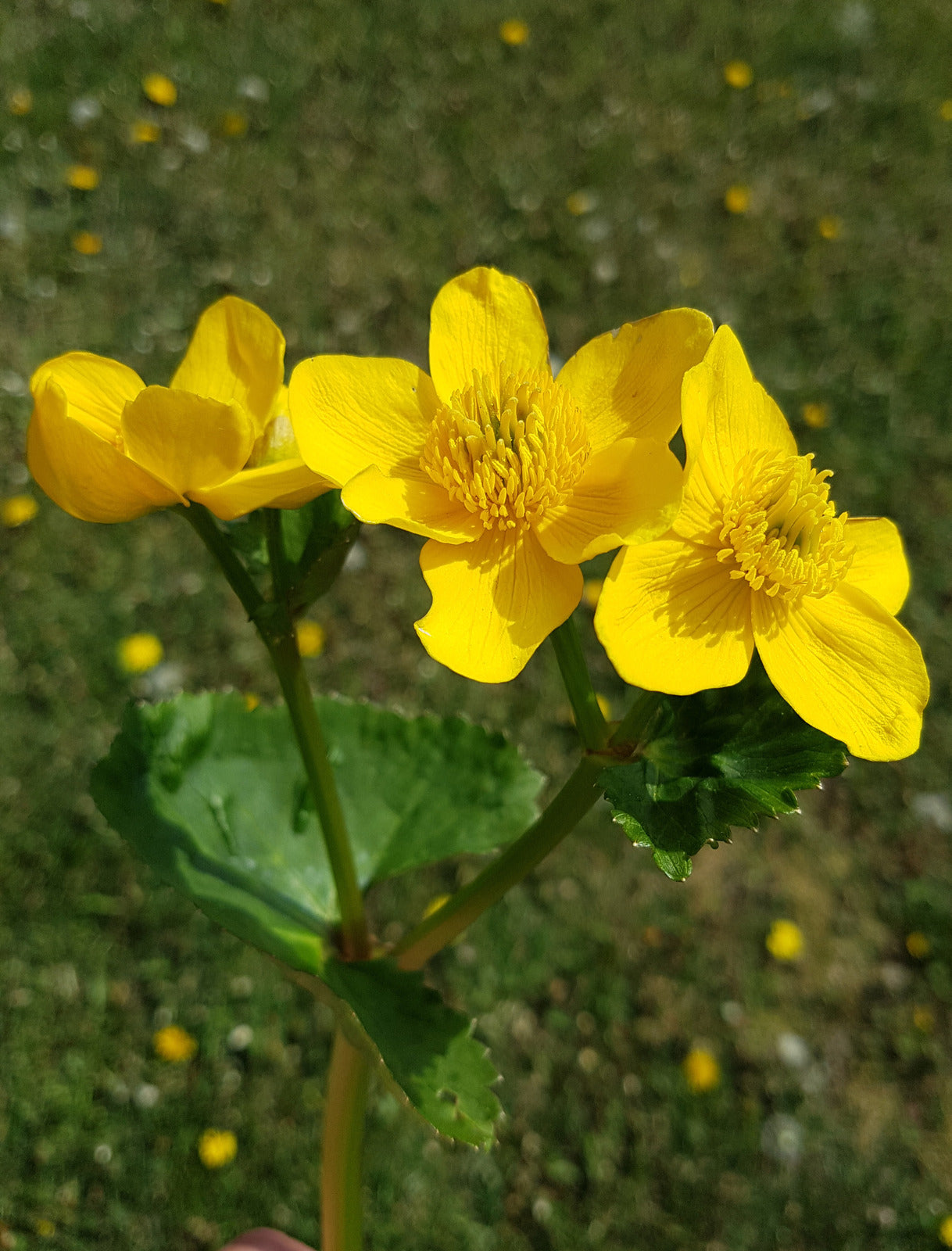 CALTHA PALUSTRIS / MARSH MARIGOLD