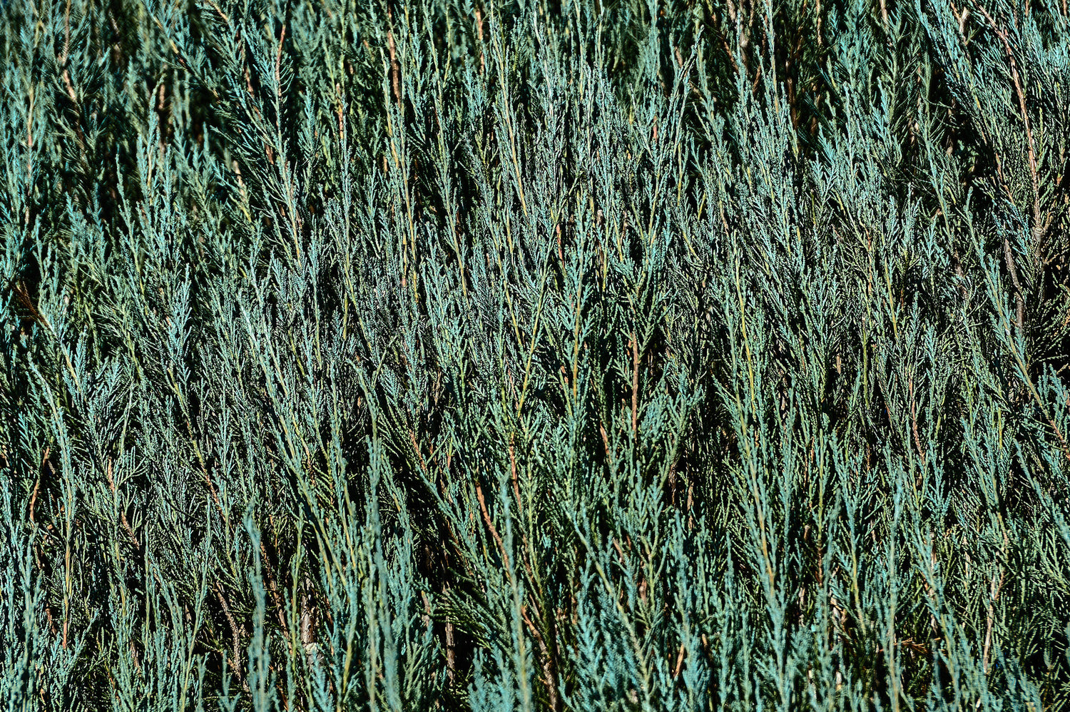 JUNIPERUS SCOPULORUM SKYROCKET / SKYROCKET JUNIPER