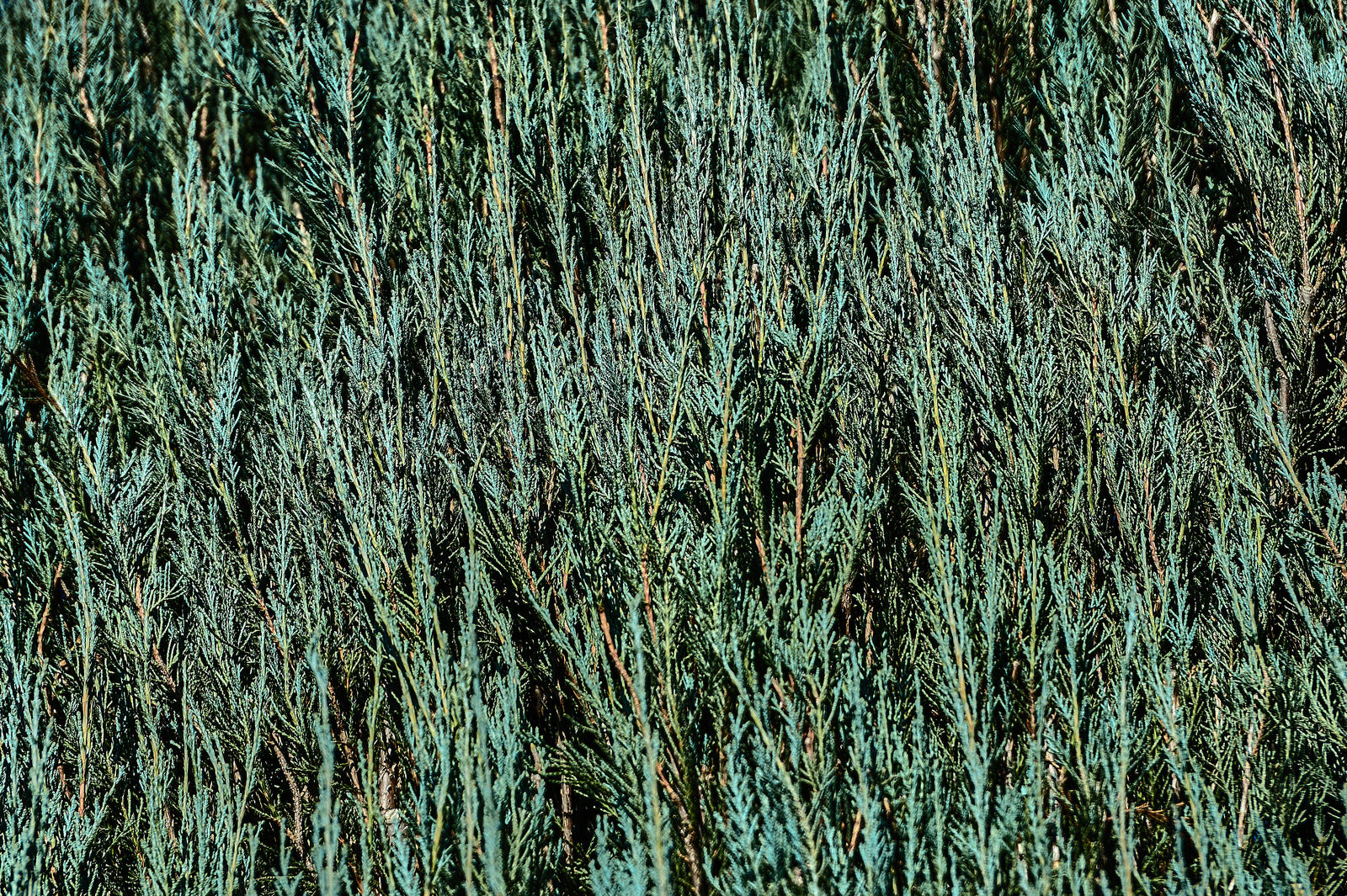JUNIPERUS SCOPULORUM SKYROCKET / SKYROCKET JUNIPER