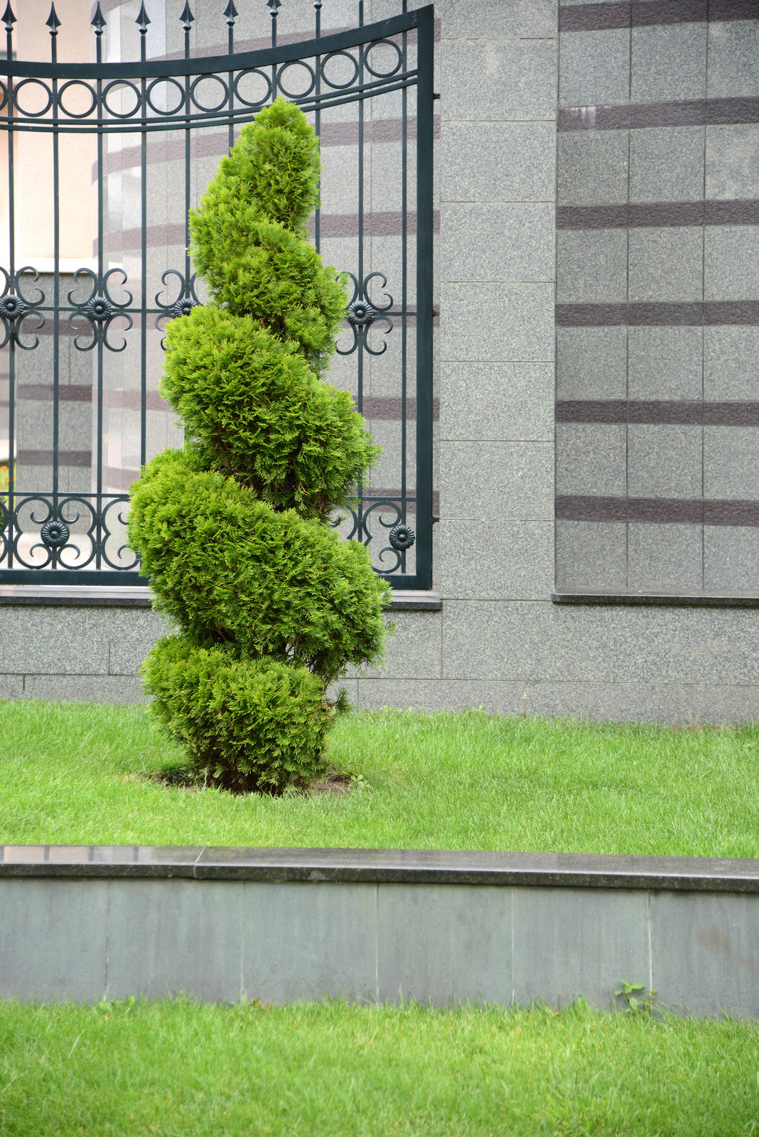 THUJA OCCIDENTALIS EMERALD / EMERALD CEDAR