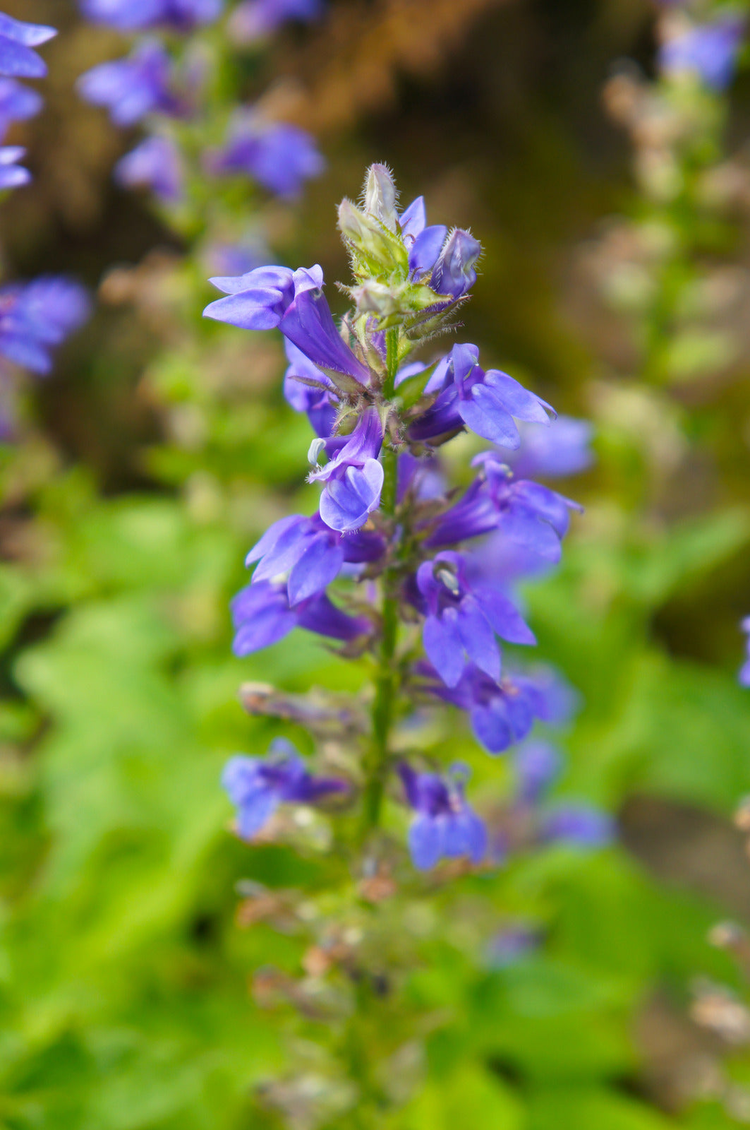 LOBELIA SIPHILITICA / GREAT BLUE LOBELIA