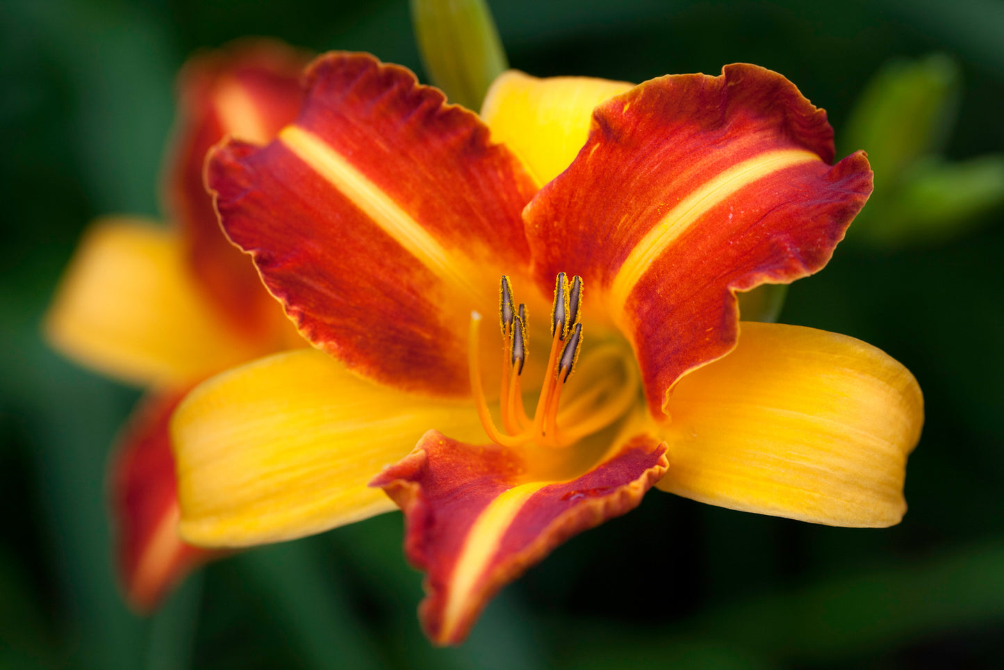 HEMEROCALLIS FRANS HALS / DAYLILY