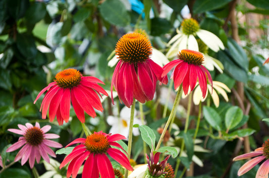 ECHINACEA X CHEYENNE SPIRIT / CHEYENNE SPIRIT CONEFLOWER