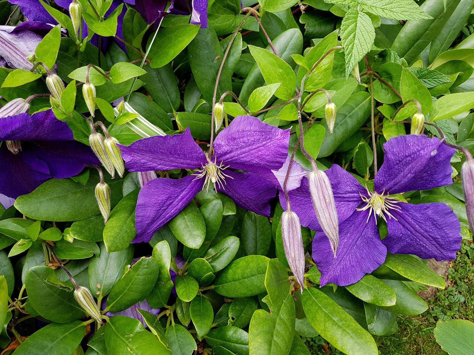 CLEMATIS JACKMANII / CLEMATIS