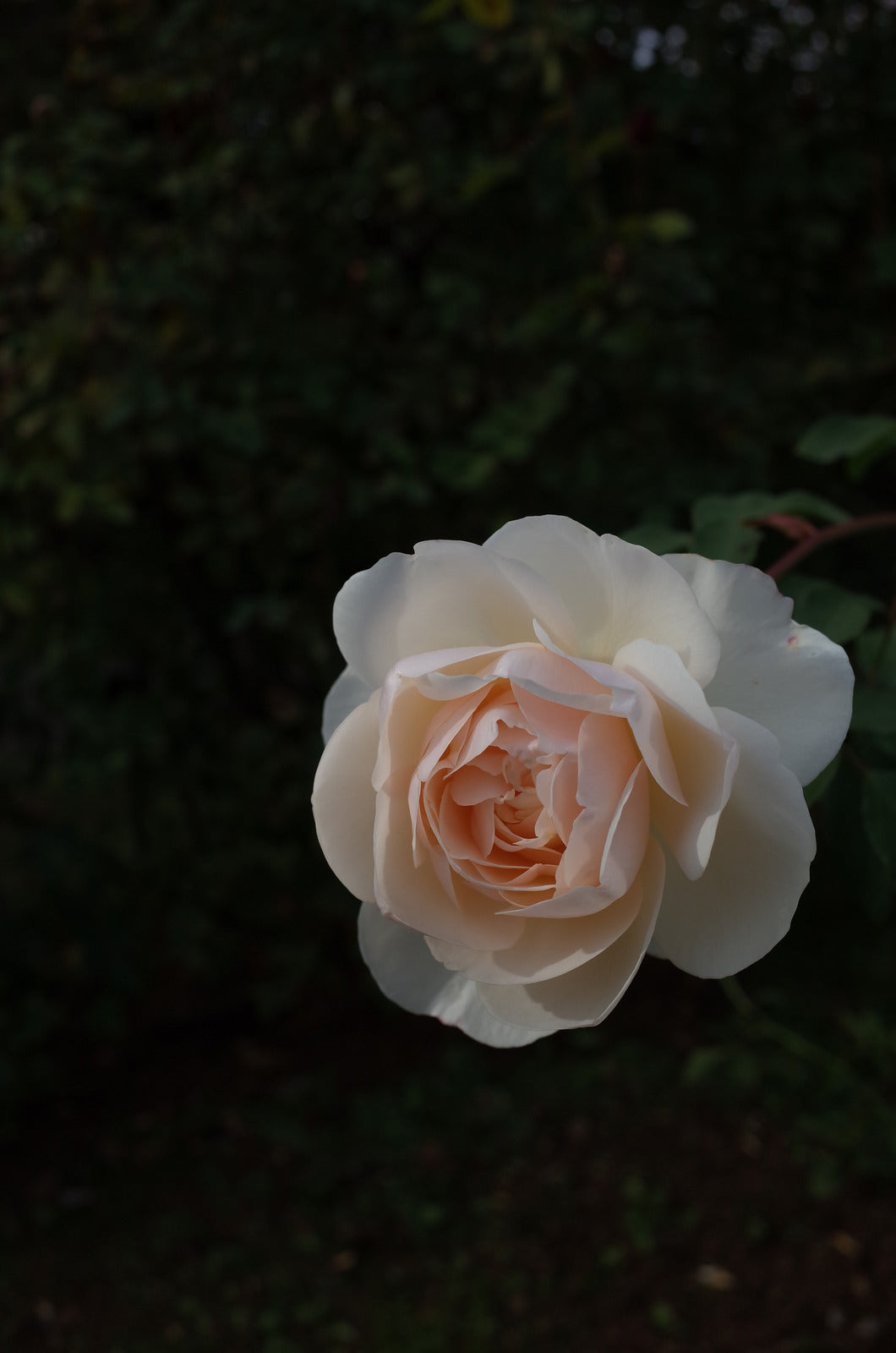 ROSA LICHFIELD ANGEL™ / LICHFIELD ANGEL™ ROSE