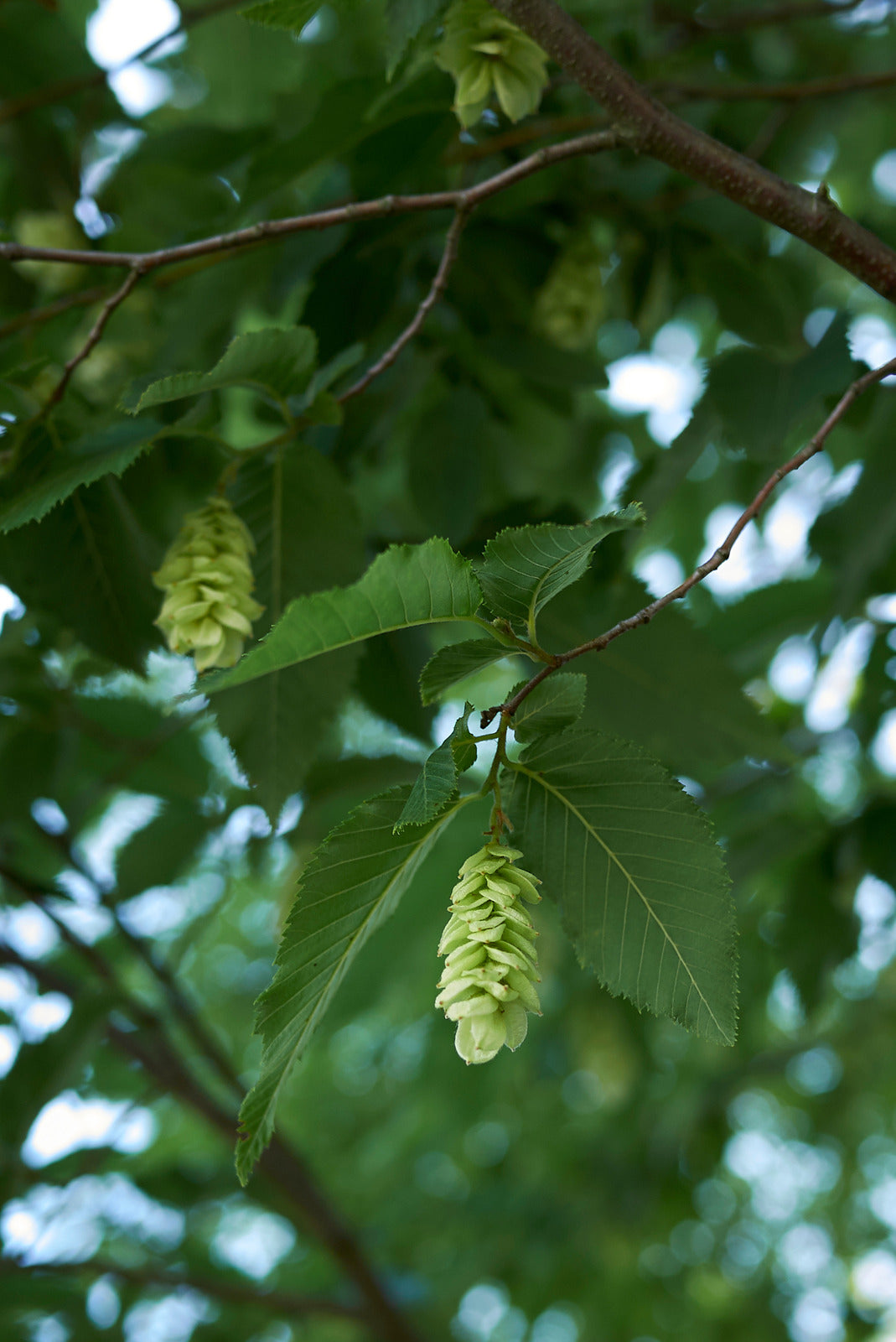 OSTRYA VIRGINIANA / IRONWOOD