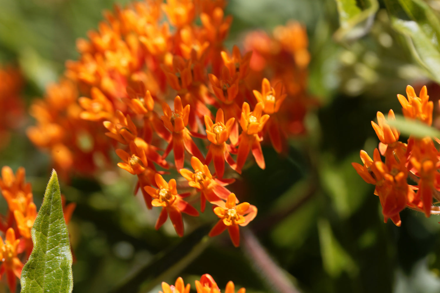 ASCLEPIAS TUBEROSA / BUTTERFLY MILKWEED