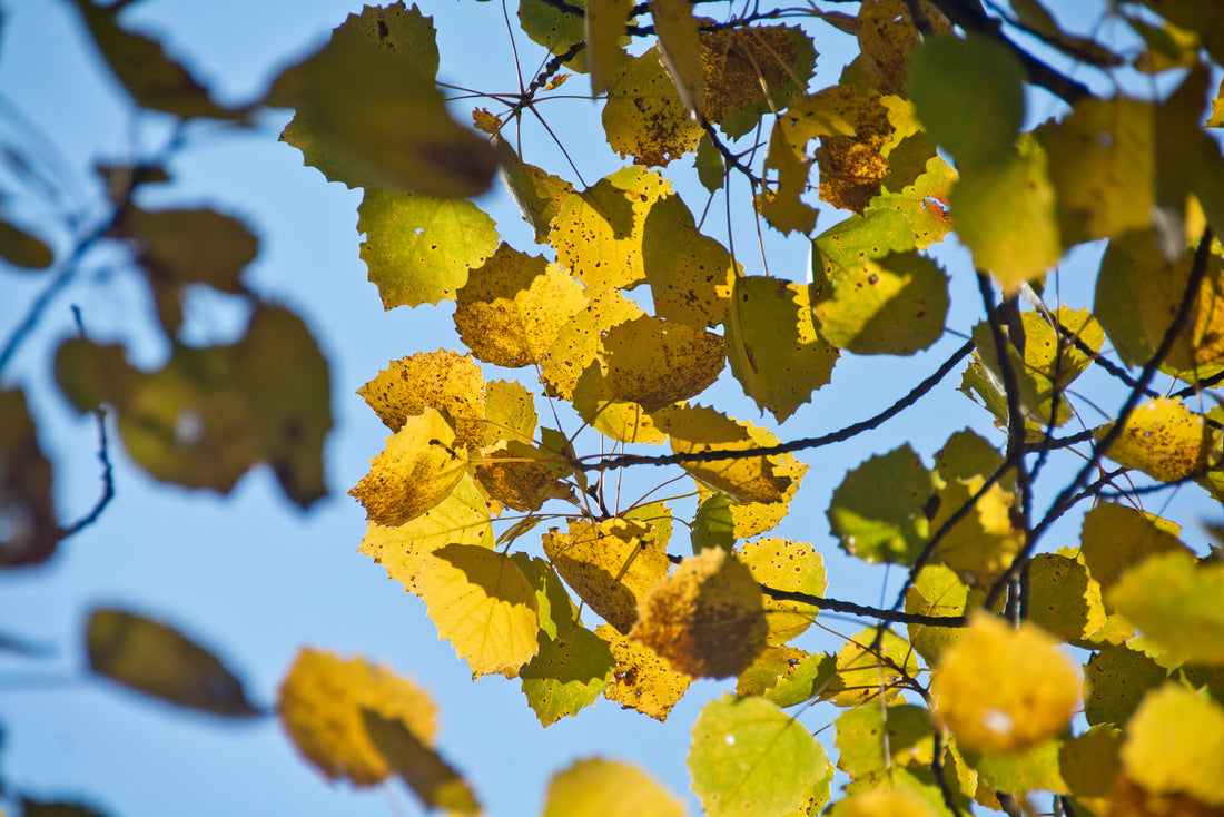 POPULUS GRANDIDENTATA / BIG-TOOTHED ASPEN