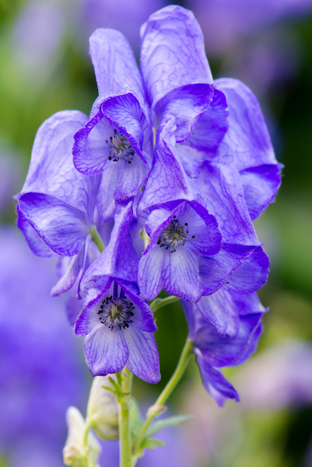 ACONITUM CARMICHAELII ARENDSII / MONKSHOOD