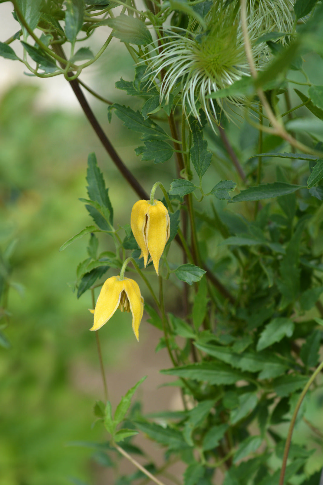 CLEMATIS TANGUTICA / GOLDEN CLEMATIS