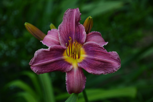 HEMEROCALLIS LITTLE GRAPETTE / DAYLILY