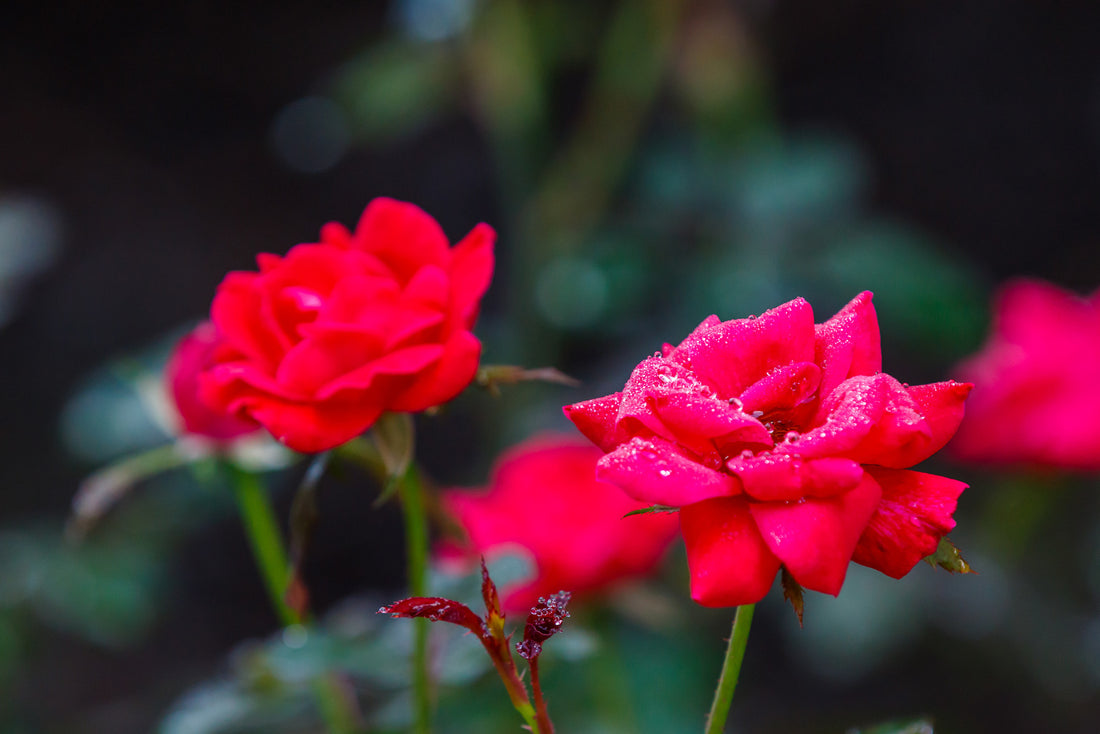 ROSA KNOCK OUT® DOUBLE RED / DOUBLE RED KNOCK OUT® ROSE