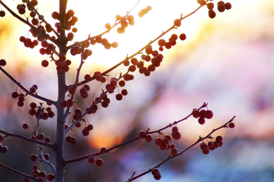PRUNUS PENSYLVANICA / PIN CHERRY, FIRE CHERRY