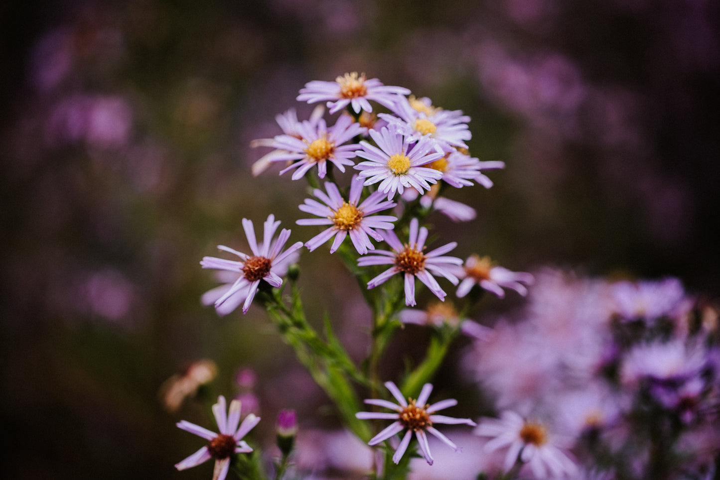 ASTER CORDIFOLIUS / HEART-LEAVED ASTER