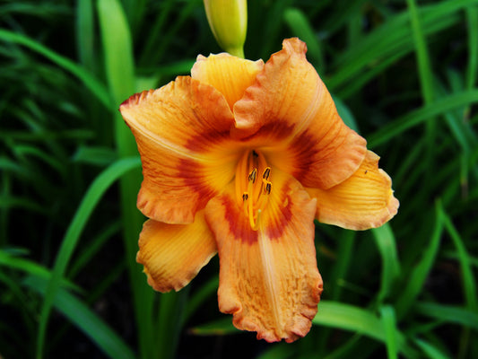 HEMEROCALLIS ROCKET CITY / DAYLILY