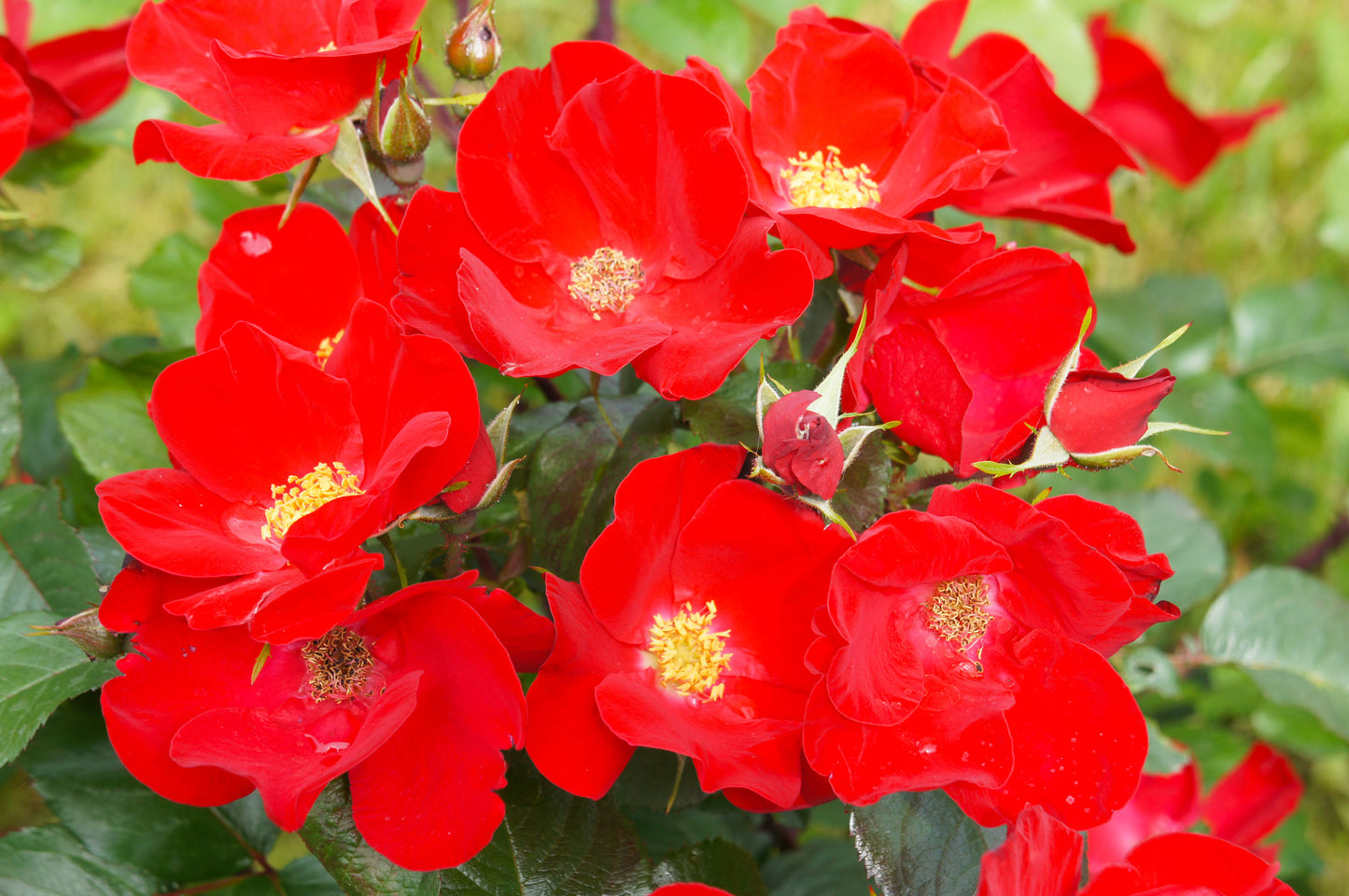 ROSA FLOWER CARPET® RED / RED CARPET ROSE