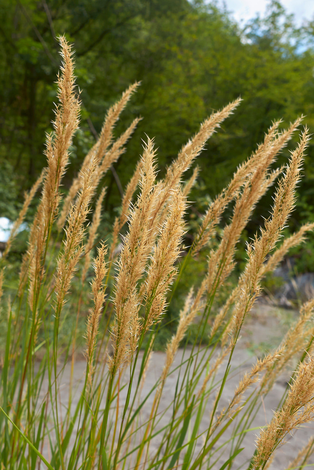 Calamagrostis Canadensis Ligule Narrow Spiked Reedgrass, Northern