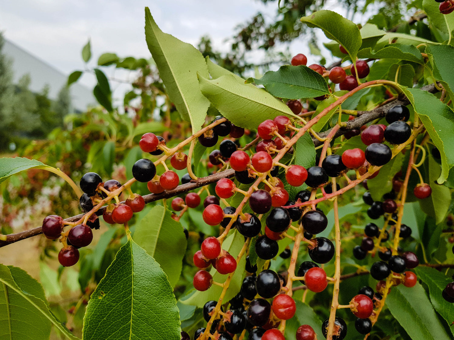 PRUNUS SEROTINA / BLACK CHERRY