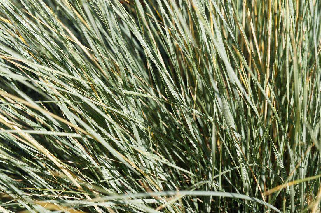 HELICTOTRICHON SEMPERVIRENS SAPHIRSPRUDEL / SAPPHIRE BLUE OAT GRASS