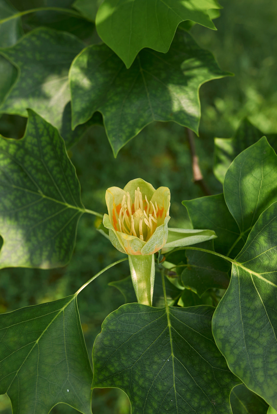 LIRIODENDRON TULIPIFERA EMERALD CITY® / EMERALD CITY® TULIP TREE