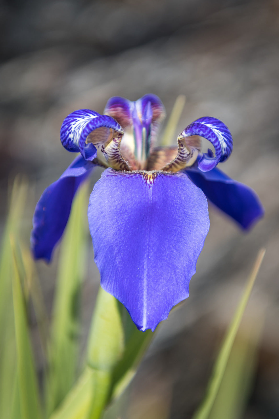 IRIS VERSICOLOR / BLUE FLAG IRIS