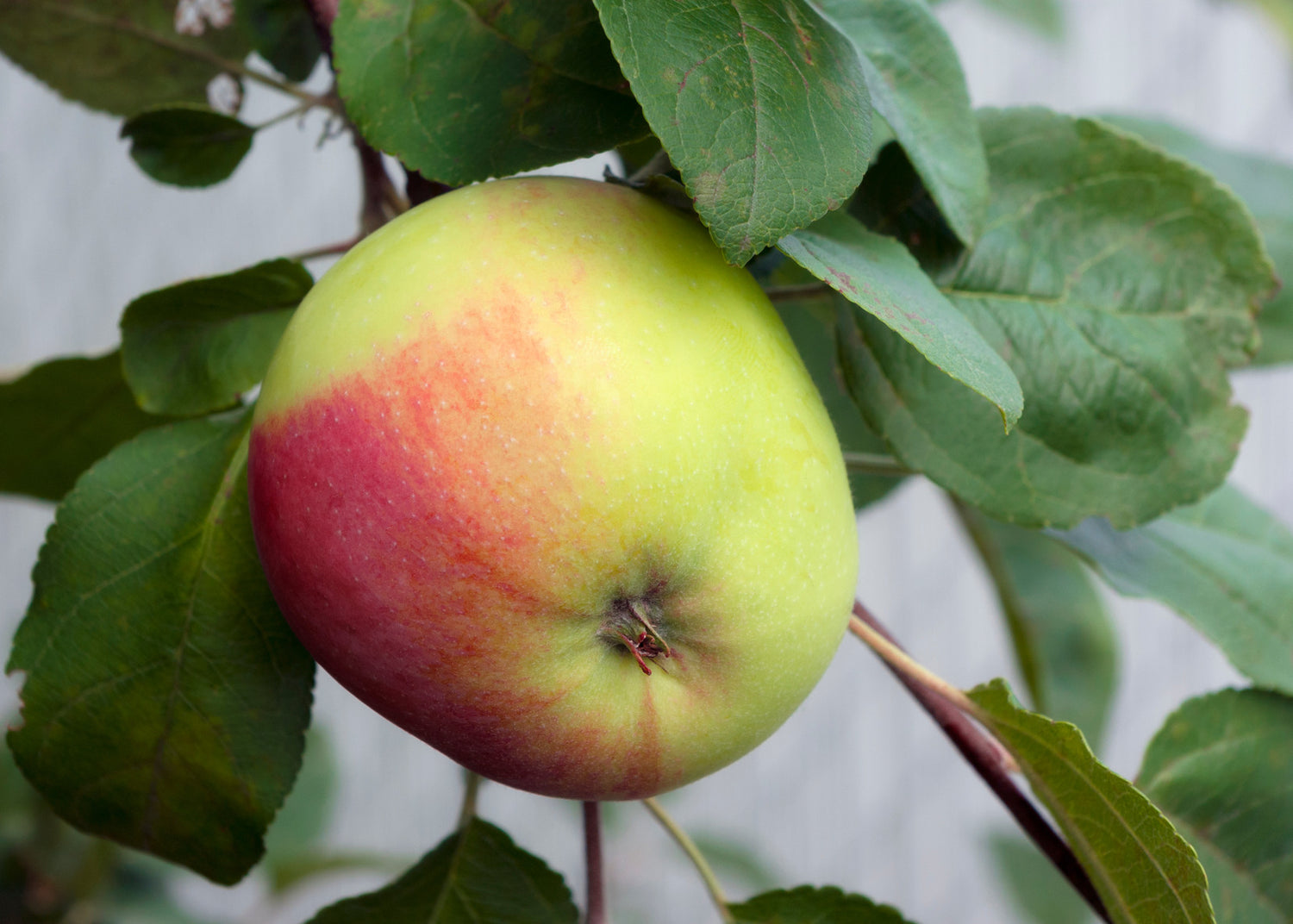APPLE LOBO / LOBO APPLE