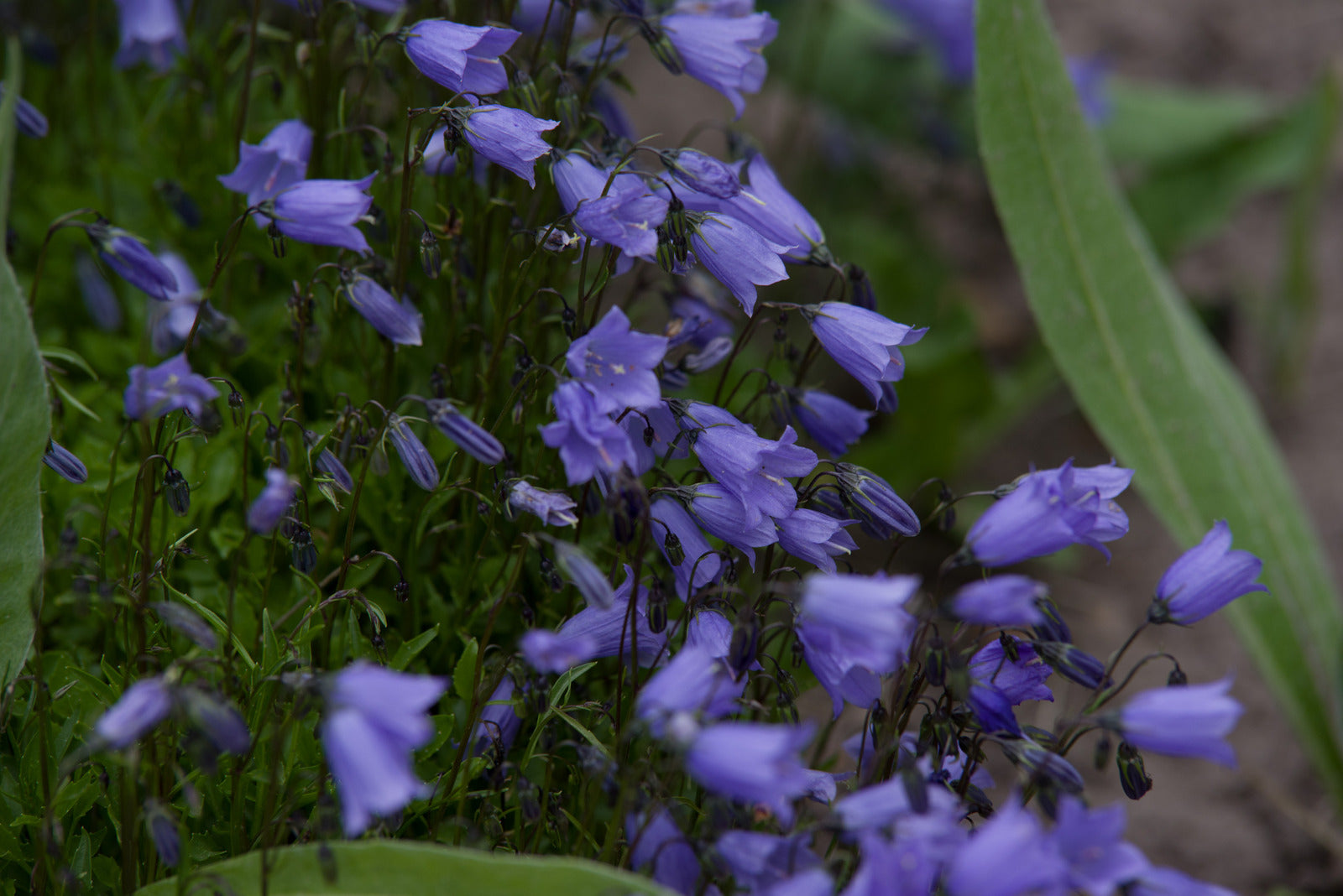 CAMPANULA ROTUNDIFOLIA / HAREBELL