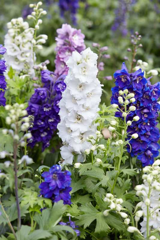 DELPHINIUM ELATUM MINI STARS / LARKSPUR