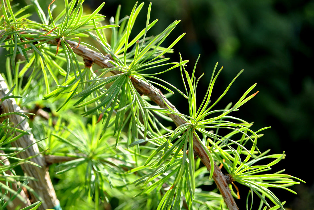 LARIX LARICINA / AMERICAN LARCH