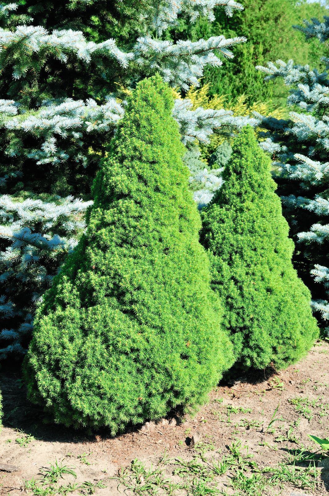 PICEA GLAUCA JEAN'S DILLY® / JEAN'S DILLY® ALBERTA SPRUCE