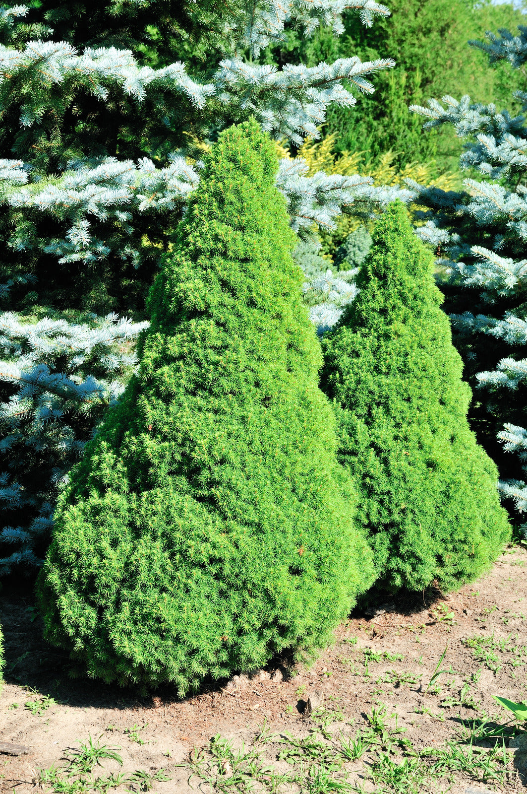 PICEA GLAUCA JEAN&