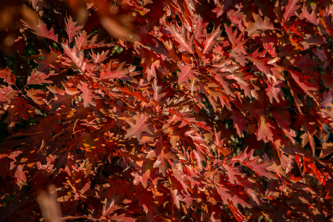 QUERCUS PALUSTRIS / PIN OAK