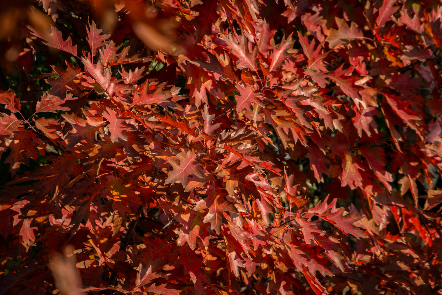 QUERCUS PALUSTRIS / PIN OAK