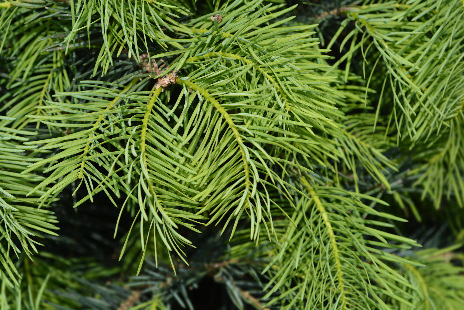 ABIES CONCOLOR / WHITE FIR