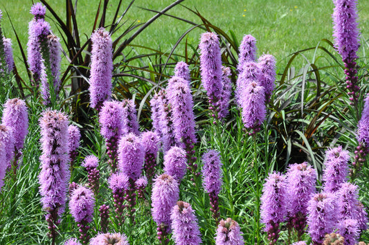 LIATRIS SPICATA KOBOLD / BLAZING STAR